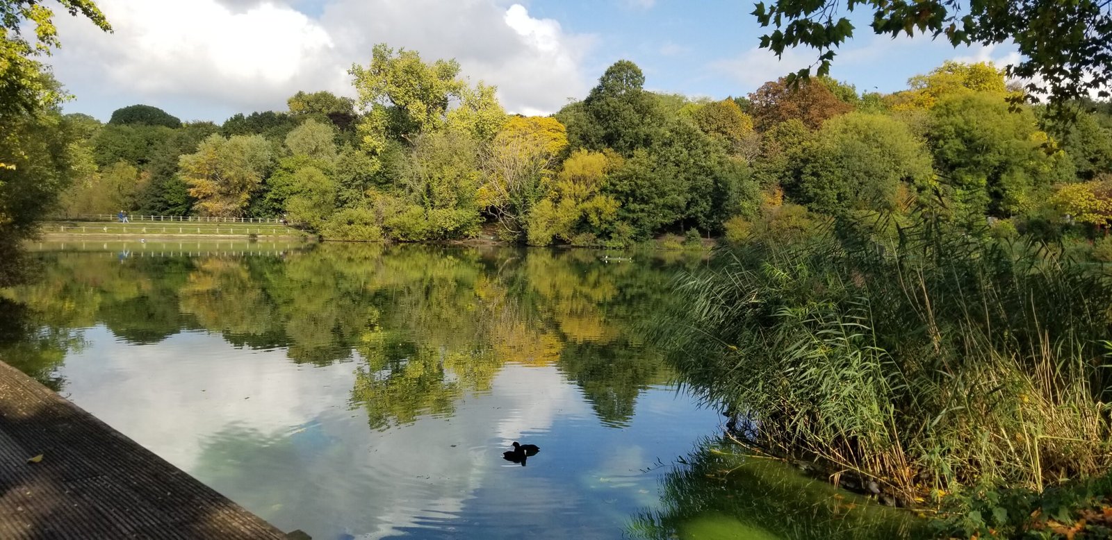hampstead_heath_park